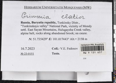 Grimmia elatior Bruch ex Bals.-Criv. & De Not., Moscow University Herbarium