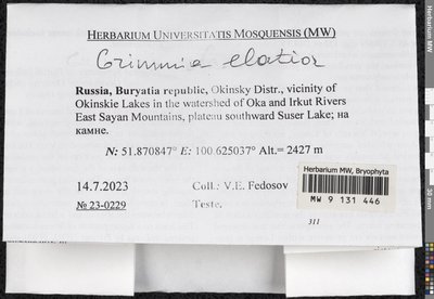 Grimmia elatior Bruch ex Bals.-Criv. & De Not., Moscow University Herbarium