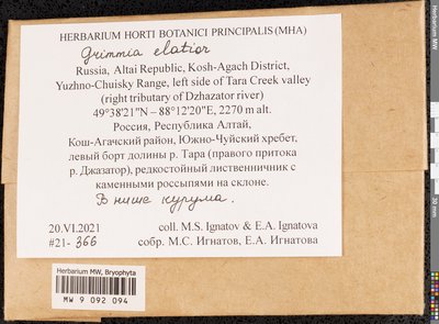 Grimmia elatior Bruch ex Bals.-Criv. & De Not., Moscow University Herbarium