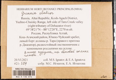 Grimmia elatior Bruch ex Bals.-Criv. & De Not., Moscow University Herbarium
