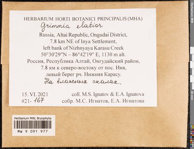 Grimmia elatior Bruch ex Bals.-Criv. & De Not., Moscow University Herbarium