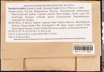 Nardia breidleri (Limpr.) Lindb., Moscow University Herbarium