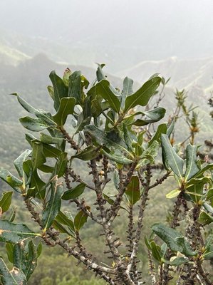 Pleiomeris canariensis (Willd.) A.DC.: leaf