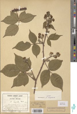 Rubus hebecarpus subsp. indusiatus (Focke) Sudre