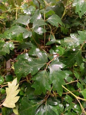 Cissus alata Jacq.: leaf