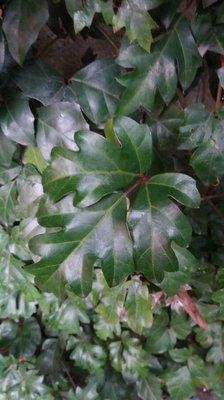 Cissus alata Jacq.: leaf