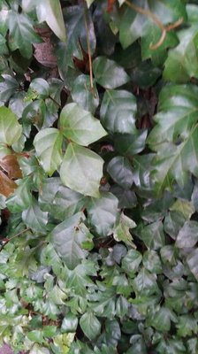 Cissus alata Jacq.: habit