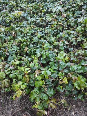 Cissus alata Jacq.: leaf