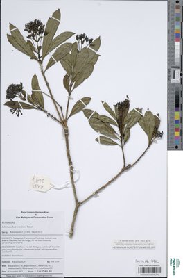 Schismatoclada concinna Baker