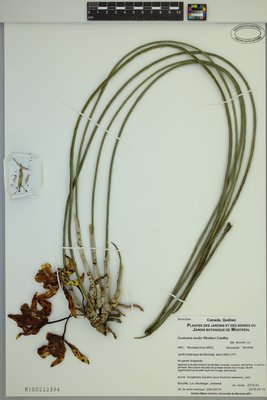 Scuticaria steelei at Marie-Victorin Herbarium (MT), Université de Montréal Biodiversity Centre