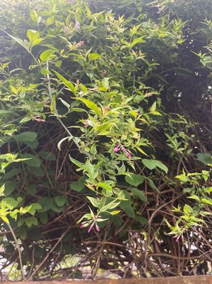Jasminum beesianum Forrest & Diels: flower