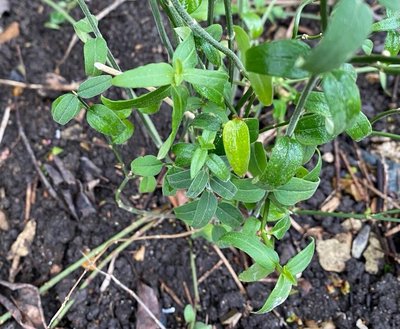 Jasminum beesianum Forrest & Diels: leaf