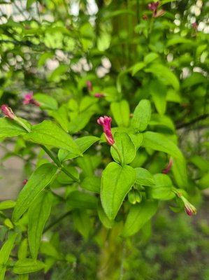Jasminum beesianum Forrest & Diels: leaf