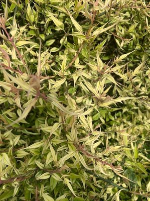 Jasminum beesianum Forrest & Diels: leaf