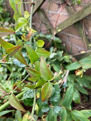 Jasminum beesianum Forrest & Diels: leaf
