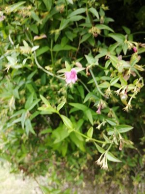 Jasminum beesianum Forrest & Diels: flower
