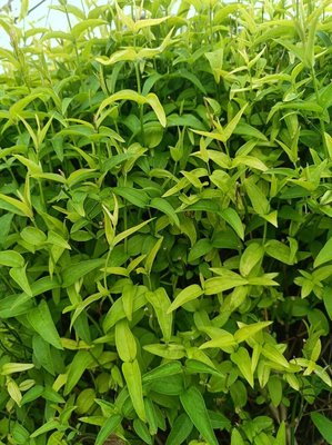 Jasminum beesianum Forrest & Diels: leaf