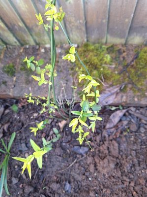 Jasminum beesianum Forrest & Diels: leaf