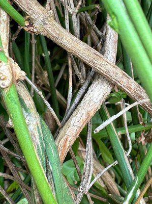 Jasminum beesianum Forrest & Diels: bark