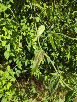 Jasminum beesianum Forrest & Diels: leaf