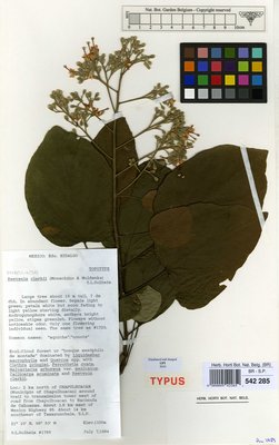 Reevesia clarkii (Monach. & Moldenke) S.L.Solheim