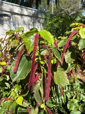 Amaranthus caudatus L.: flower