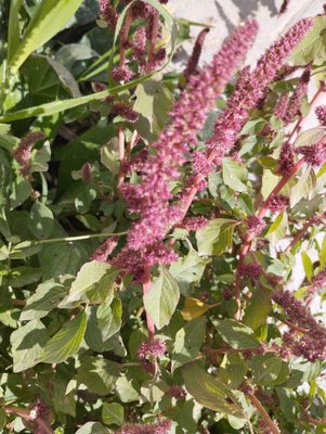 Amaranthus caudatus L.: flower