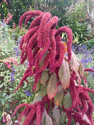 Amaranthus caudatus L.: flower