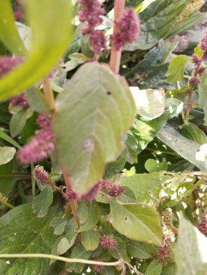 Amaranthus caudatus L.: leaf