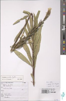 Oenothera nuda Renner ex Rosta?ski