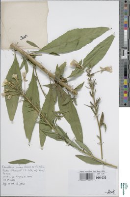 Oenothera nuda Renner ex Rosta?ski