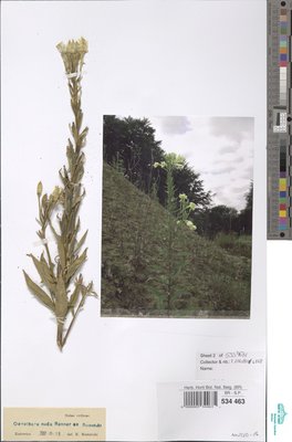 Oenothera nuda Renner ex Rosta?ski