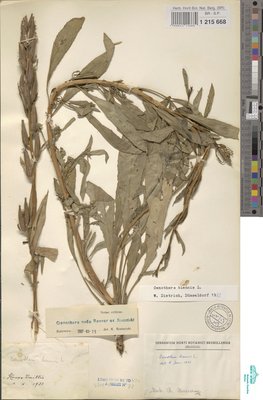 Oenothera nuda Renner ex Rosta?ski