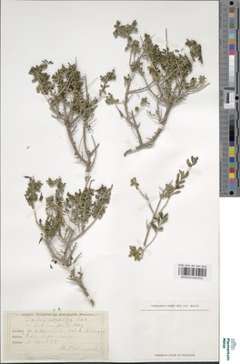 Daphne vellaeoides Rodrig.