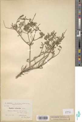 Daphne vellaeoides Rodrig.