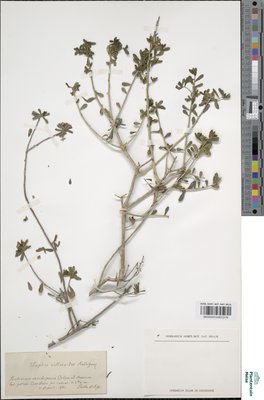 Daphne vellaeoides Rodrig.