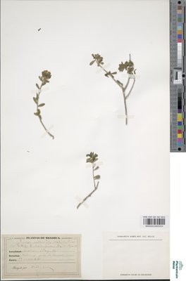 Daphne vellaeoides Rodrig.