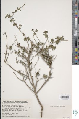 Daphne rodriguezii Texidor