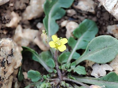 Diplotaxis viminea (L.) DC.: flower