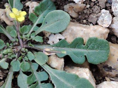 Diplotaxis viminea (L.) DC.: leaf