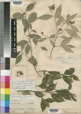 Tree photograph