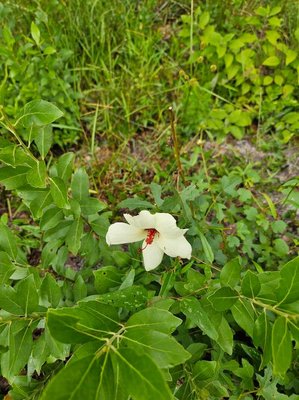 Hibiscus aculeatus Walter: habit