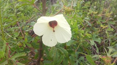 Hibiscus aculeatus Walter: flower