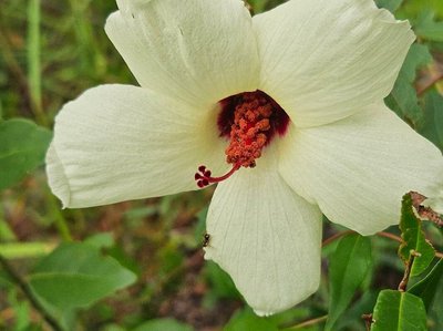 Hibiscus aculeatus Walter: flower