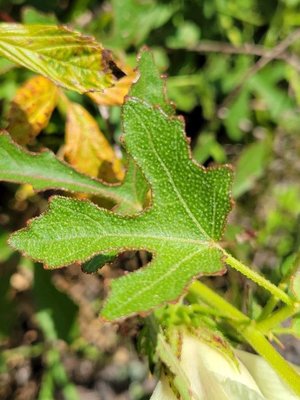 Hibiscus aculeatus Walter: leaf