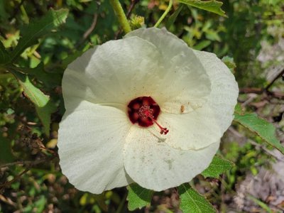 Hibiscus aculeatus Walter: flower