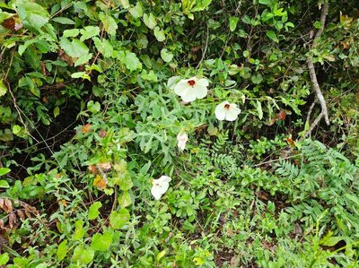 Hibiscus aculeatus Walter: habit
