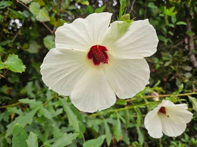 Hibiscus aculeatus Walter: flower