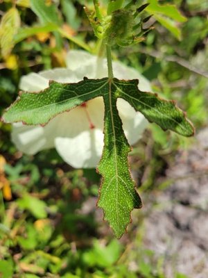 Hibiscus aculeatus Walter: leaf