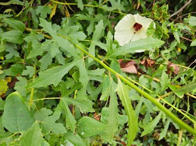 Hibiscus aculeatus Walter: leaf